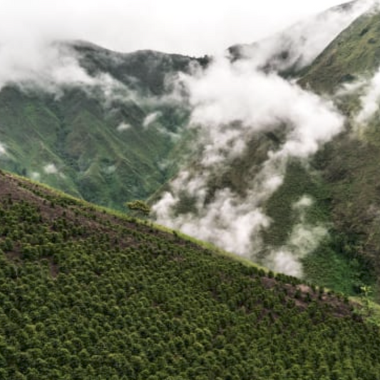 COLOMBIA DECAF - HUILA