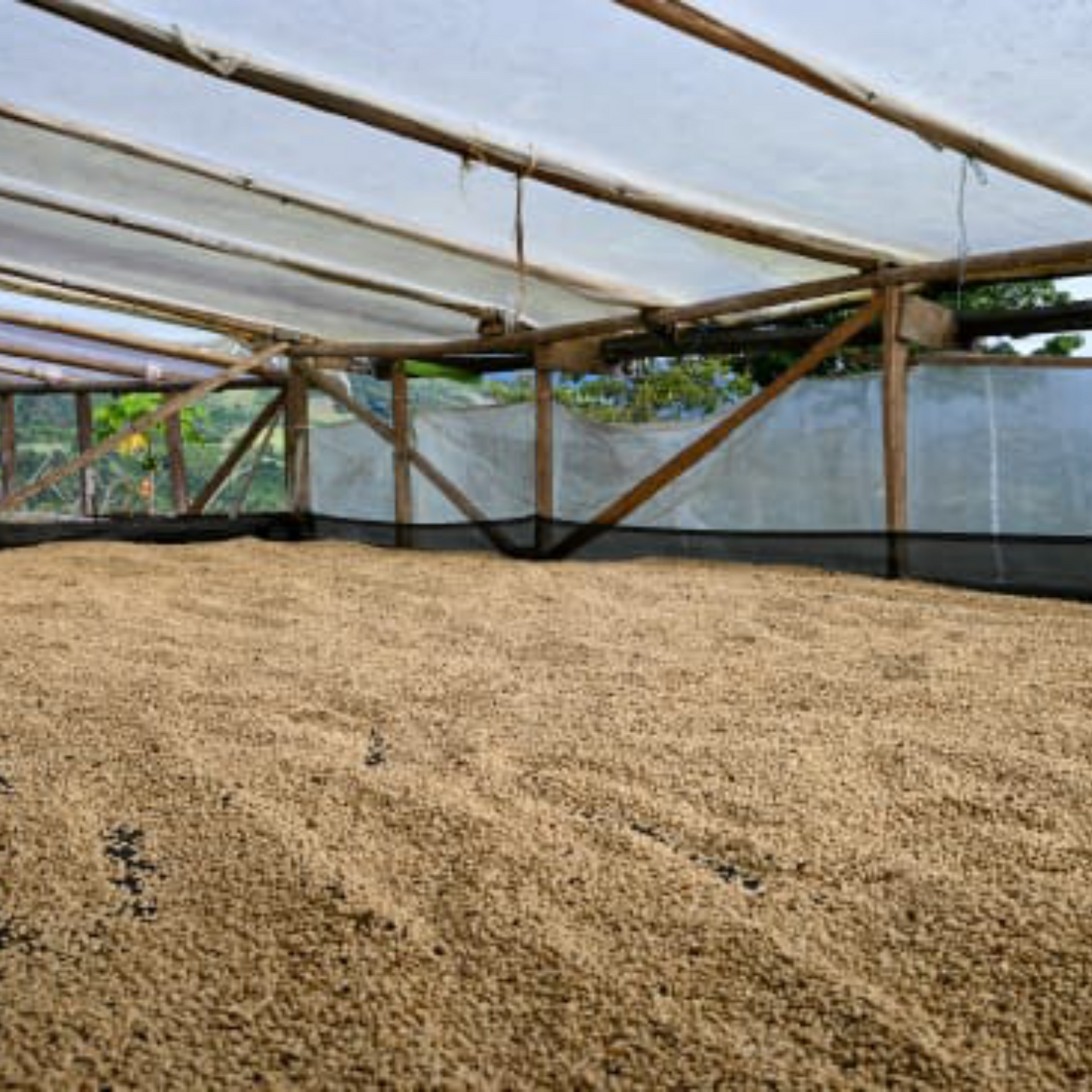 COLOMBIA DECAF - HUILA