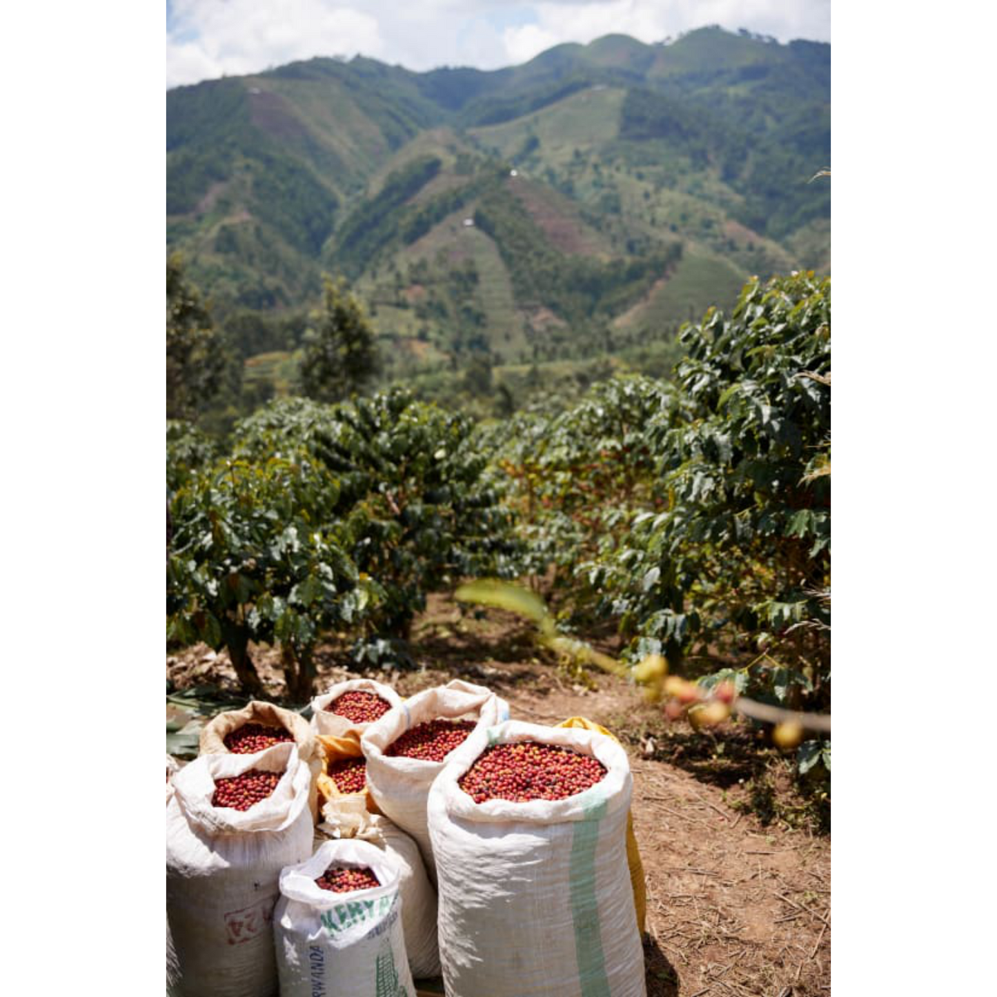 RWANDA - WESTERN PROVINCE