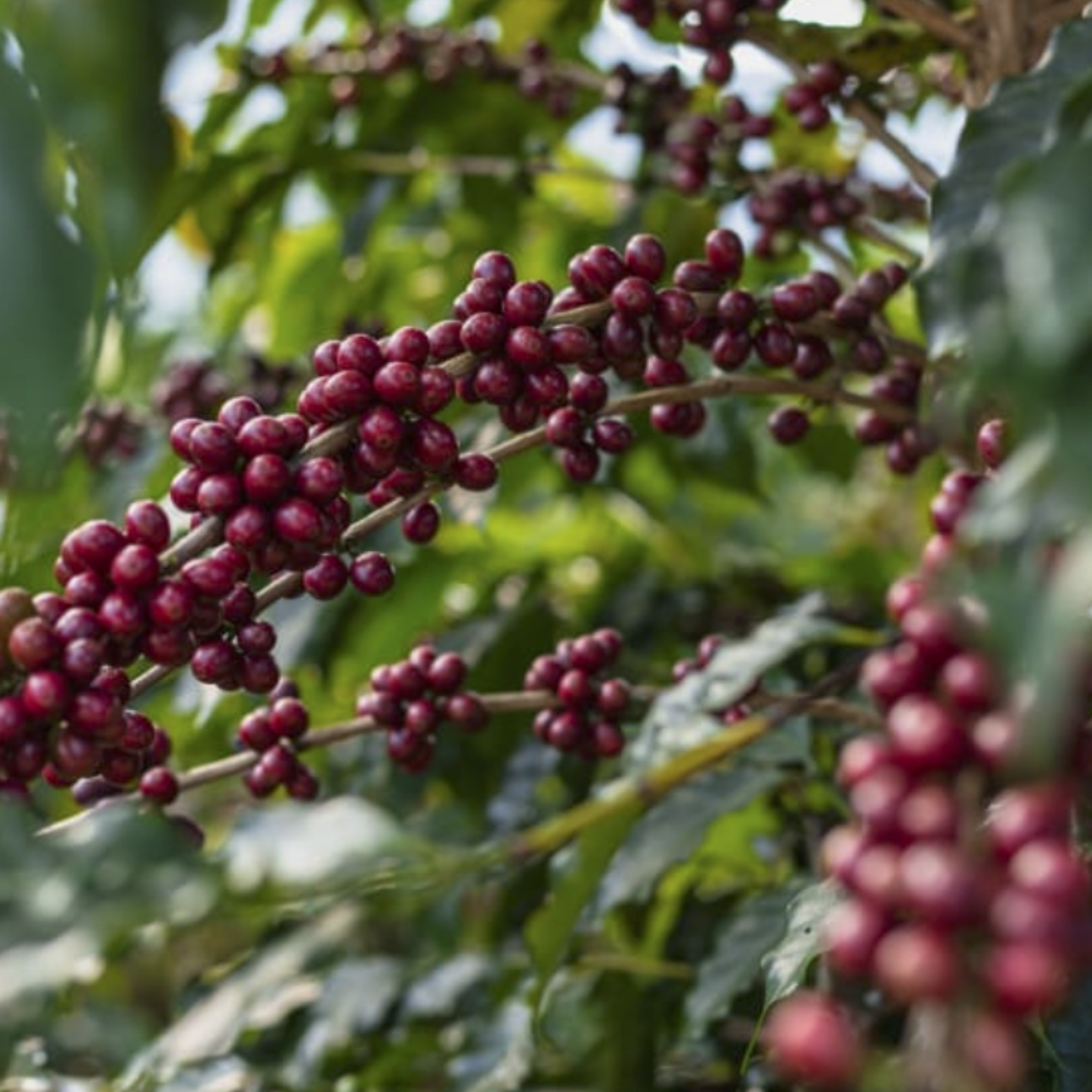 BURUNDI - NGOZI