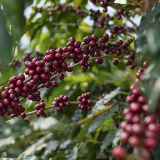 BURUNDI - NGOZI