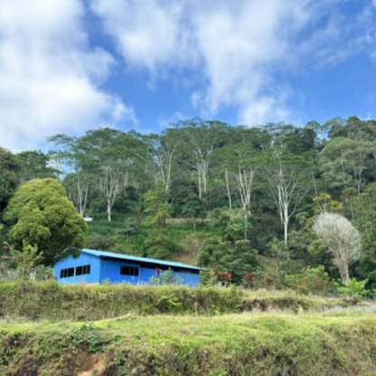 INDONESIA - SULAWESI